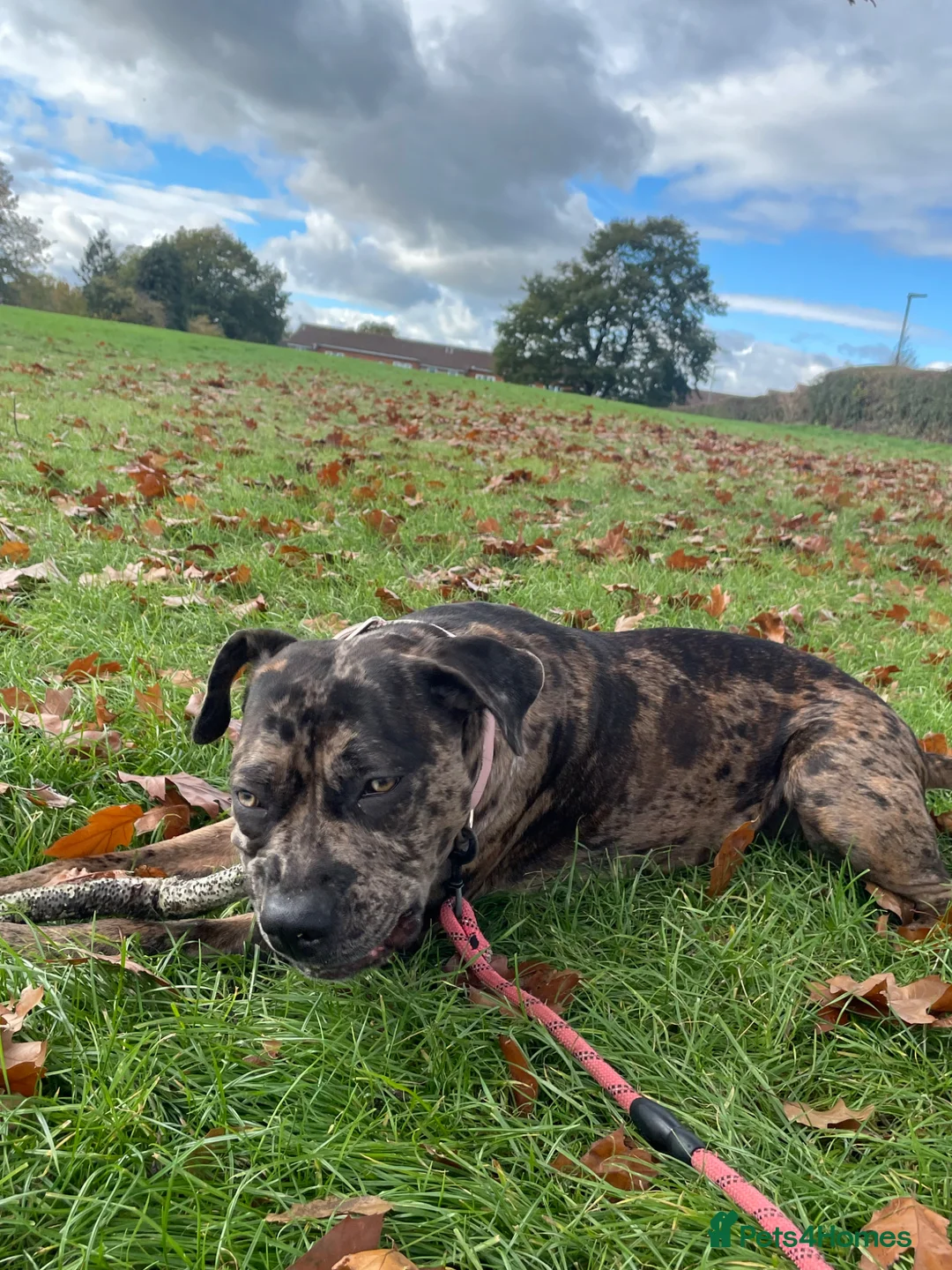 Mixed Breed dogs for sale: FEMALE CANE CORSO in Hereford - Advert 1