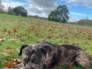 Mixed Breed dogs FEMALE CANE CORSO - Advert 1