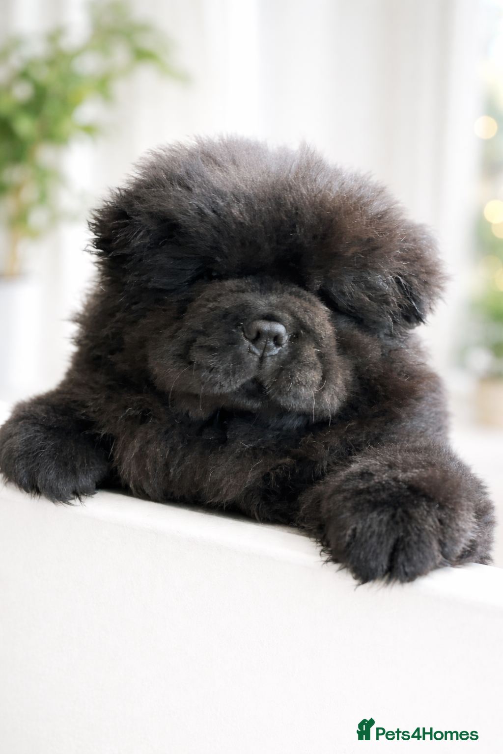 Chow Chow dogs 🧸🧸Beautiful Chow Chow Puppies🧸🧸 - Advert 6