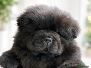 Chow Chow dogs 🧸🧸Beautiful Chow Chow Puppies🧸🧸 - Advert 6
