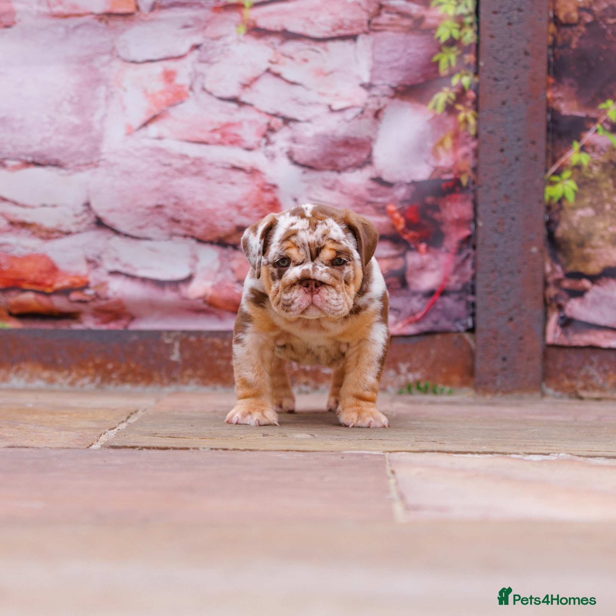 English Bulldog dogs Premium English Bulldogs READY NOW!! - Advert 1