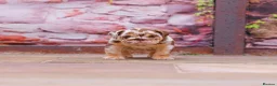 English Bulldog dogs for sale: Top Tier English Bulldogs READY NOW!! - Advert 4