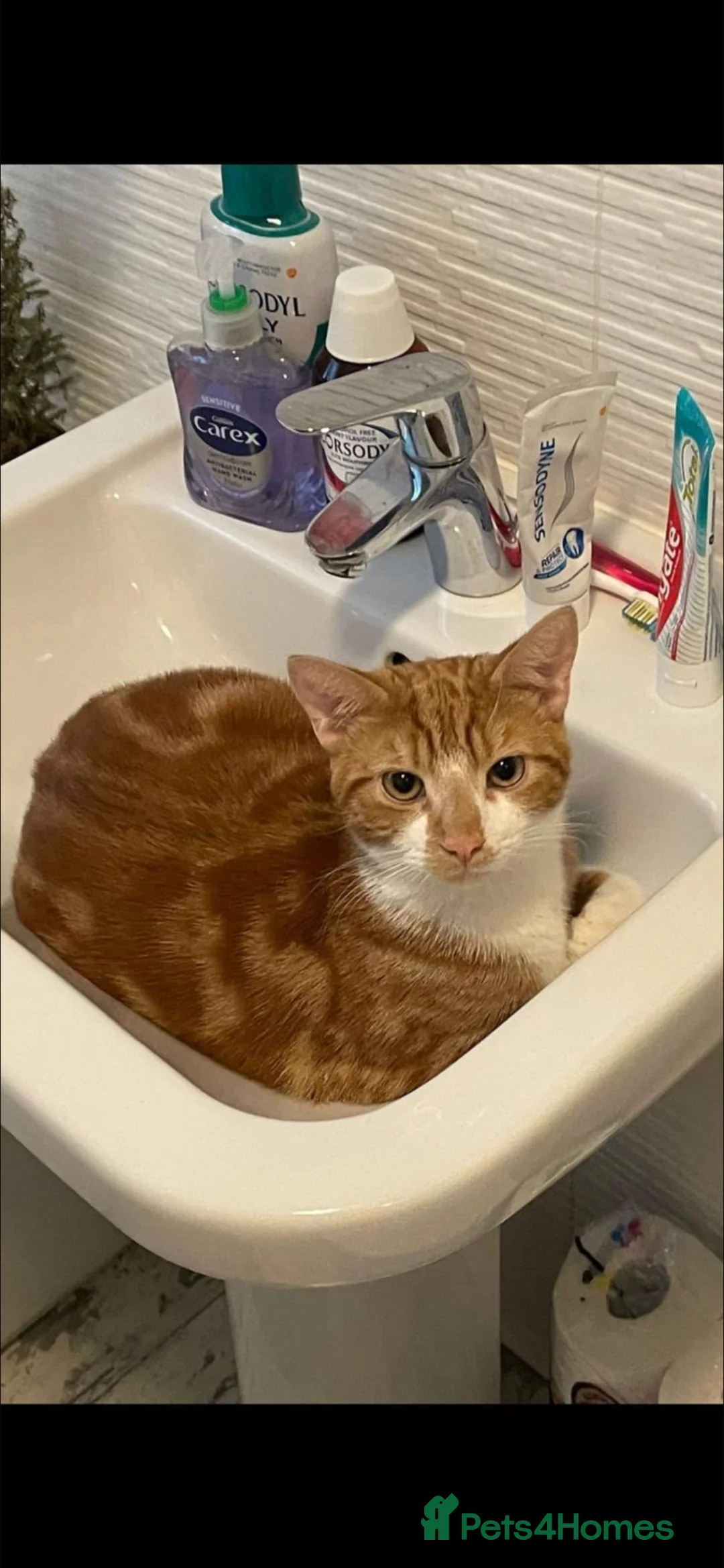 Mixed Breed cats for sale: 2 male cats for sale  - Advert 7
