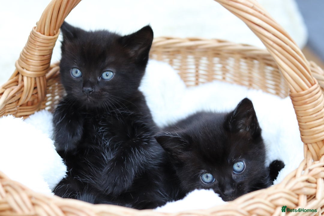 Mixed Breed cats for sale: Adorable Kittens  - Image 21