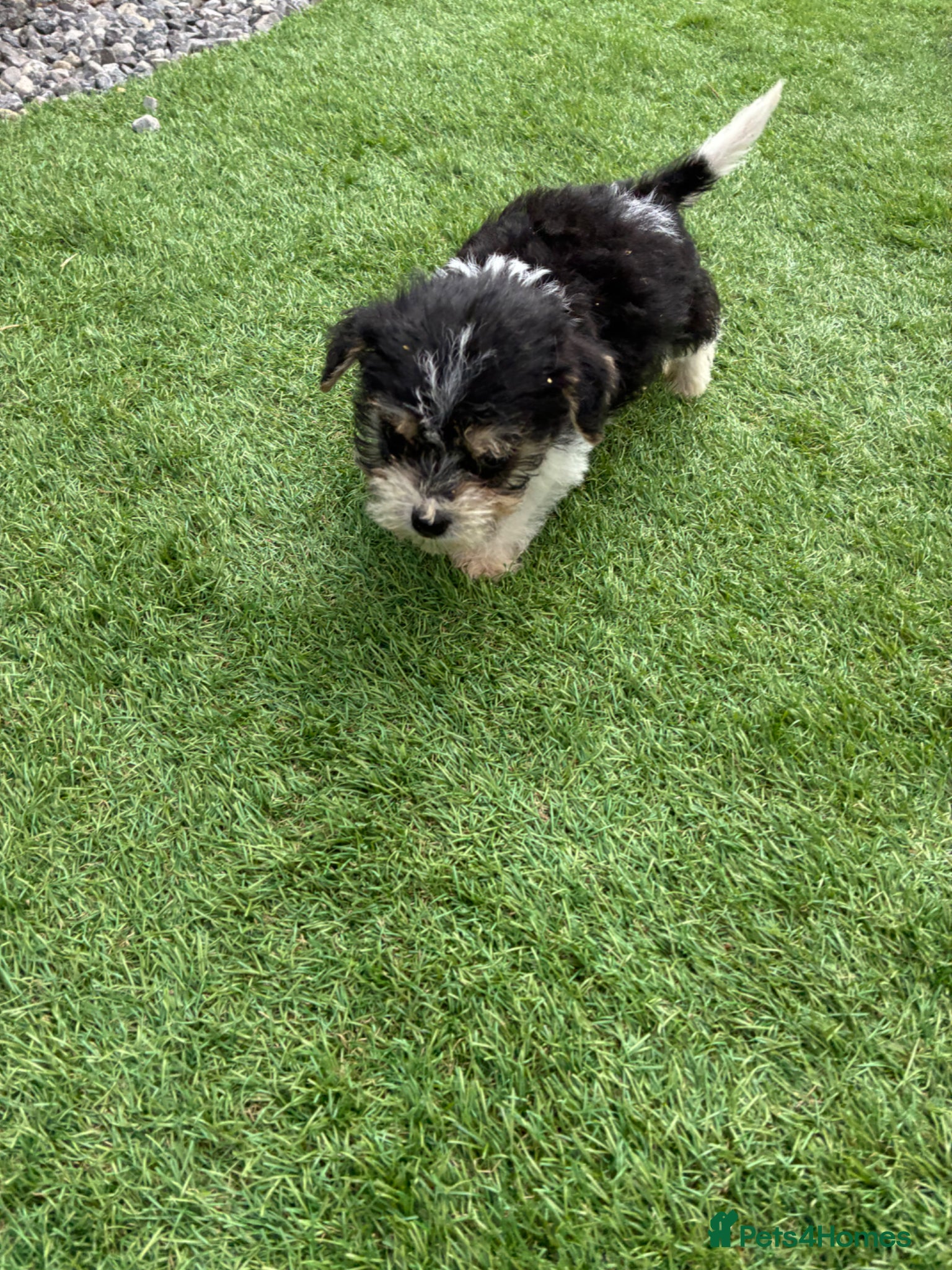 Mixed Breed dogs for sale: Jack Russell x Yorkshire Terrier  - Advert 1