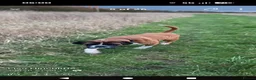Boxer dogs for sale: Beautiful Boxer Babies.  - Advert 9