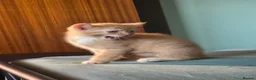 Sphynx cats for sale: Sphynx / Devon Rex Mix Kittens Ready Homes - Advert 22
