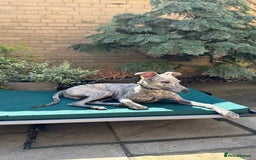 Whippet dogs for stud: Blue Brindle Whippet Leo - Image 3