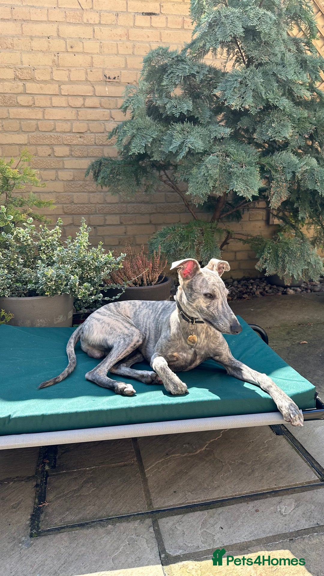 Whippet dogs for stud: Blue Brindle Whippet Leo - Image 3