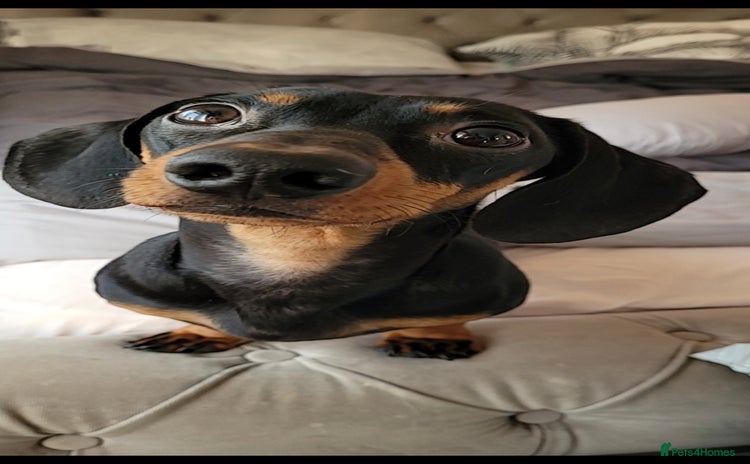 Miniature Dachshund dogs - Advert 4