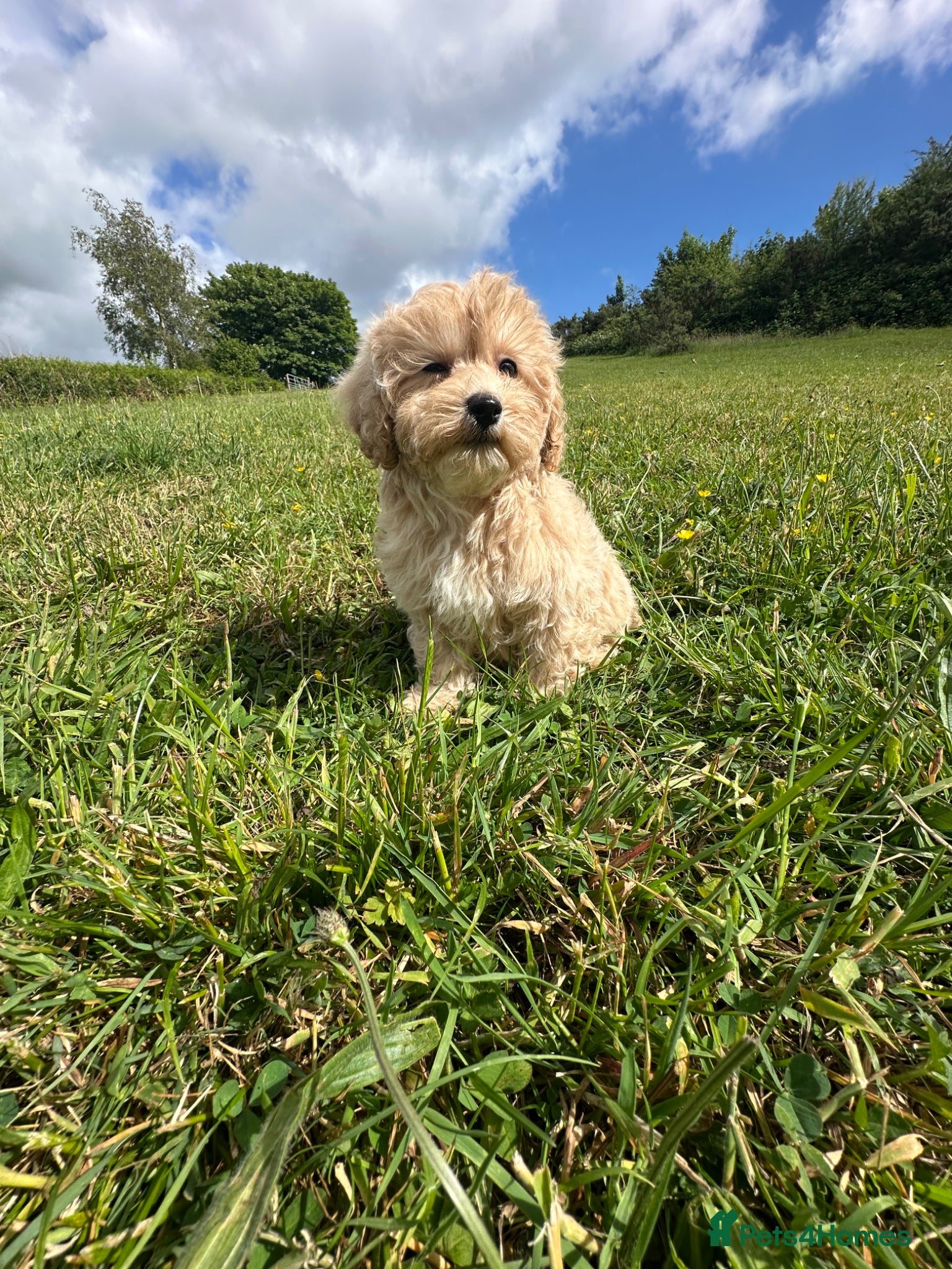Maltipoo dogs Exceptional Maltipoos  - Advert 2