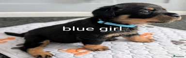 Rottweiler 4 Blue girl