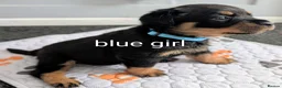 Rottweiler dogs for sale: Rottweiler Puppies  - Advert 13