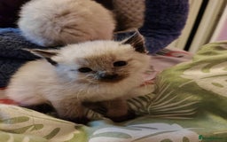 Sphynx cats for sale: For sale I have seven adorable kittens sphynx  - Image 6