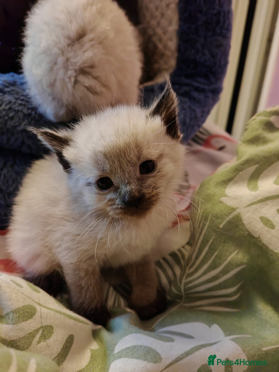 Sphynx cats for sale: For sale I have seven adorable kittens sphynx  - Image 6