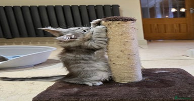 Maine Coon cats - Advert 3