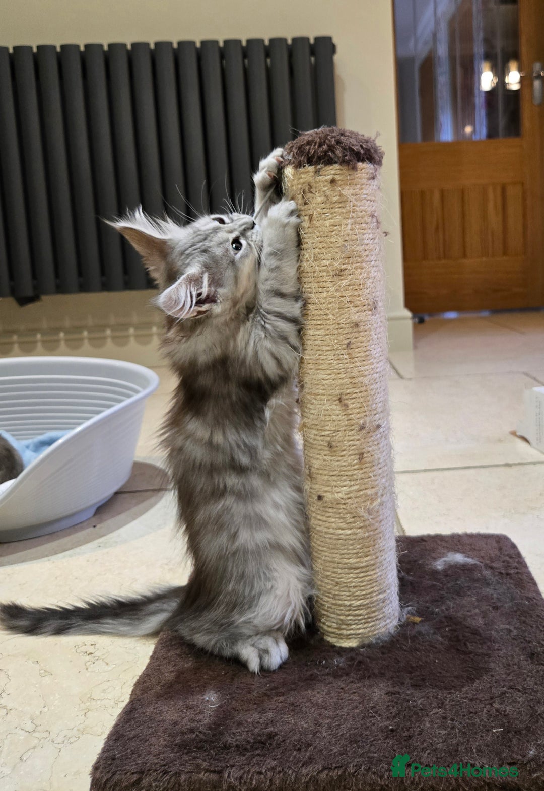Maine Coon cats for sale: 1 GCCF Registered Female  - Image 7