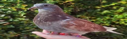 Pigeons birds for sale: Pigeons [Semi Hand-Raised] - Fancy & Racing Breeds - Advert 10