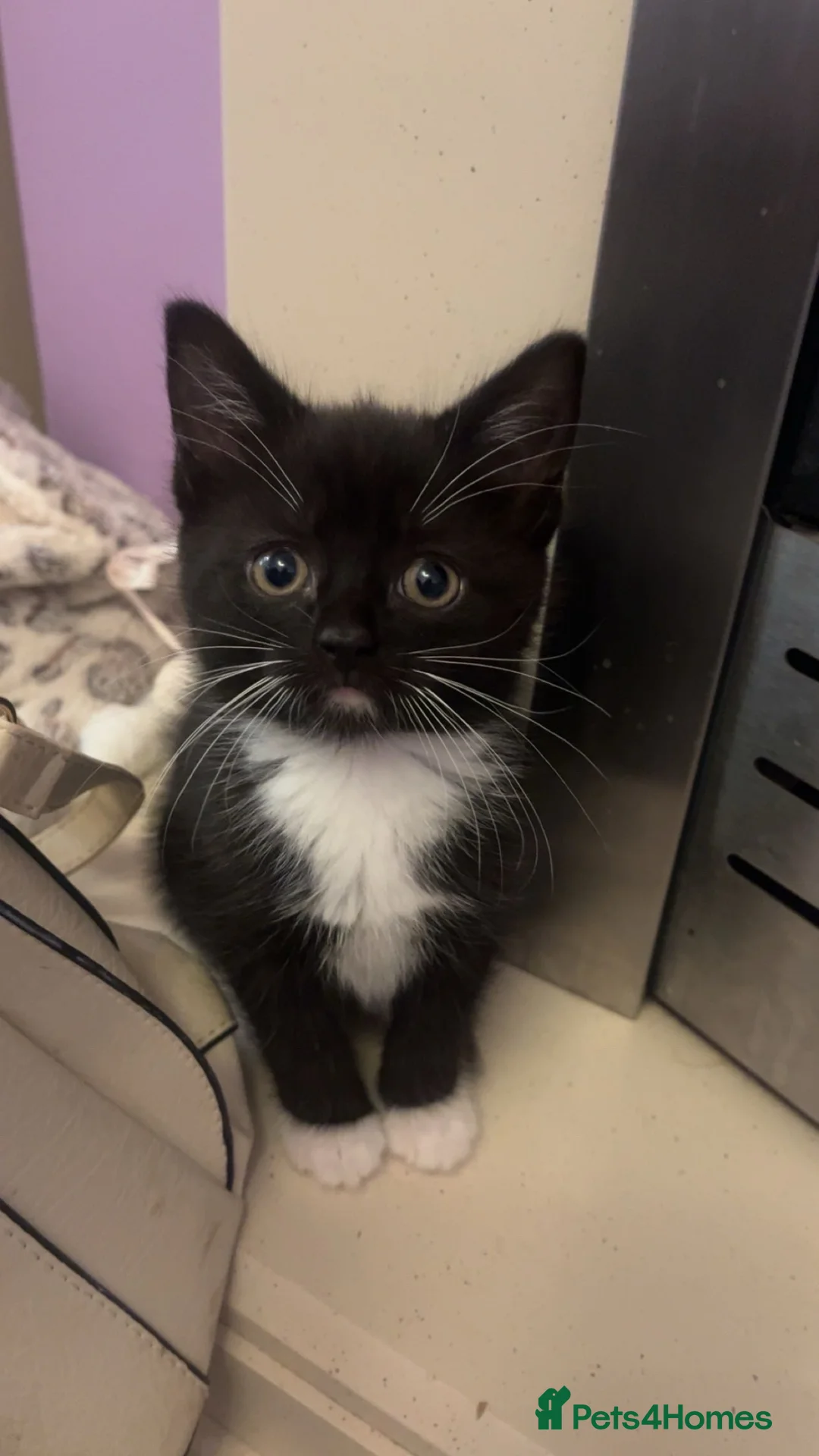British Shorthair cats for sale: 1 kitten for sale  - Advert 2