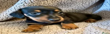 Miniature Dachshund 4