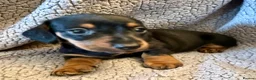 Miniature Dachshund dogs for sale: STUNNING SMOOTH HAIR MINI DACHSHUND PUPPIES  - Advert 4