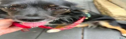 Mixed Breed dogs for adoption: Mimi for adoption in Leighton Buzzard - Advert 2