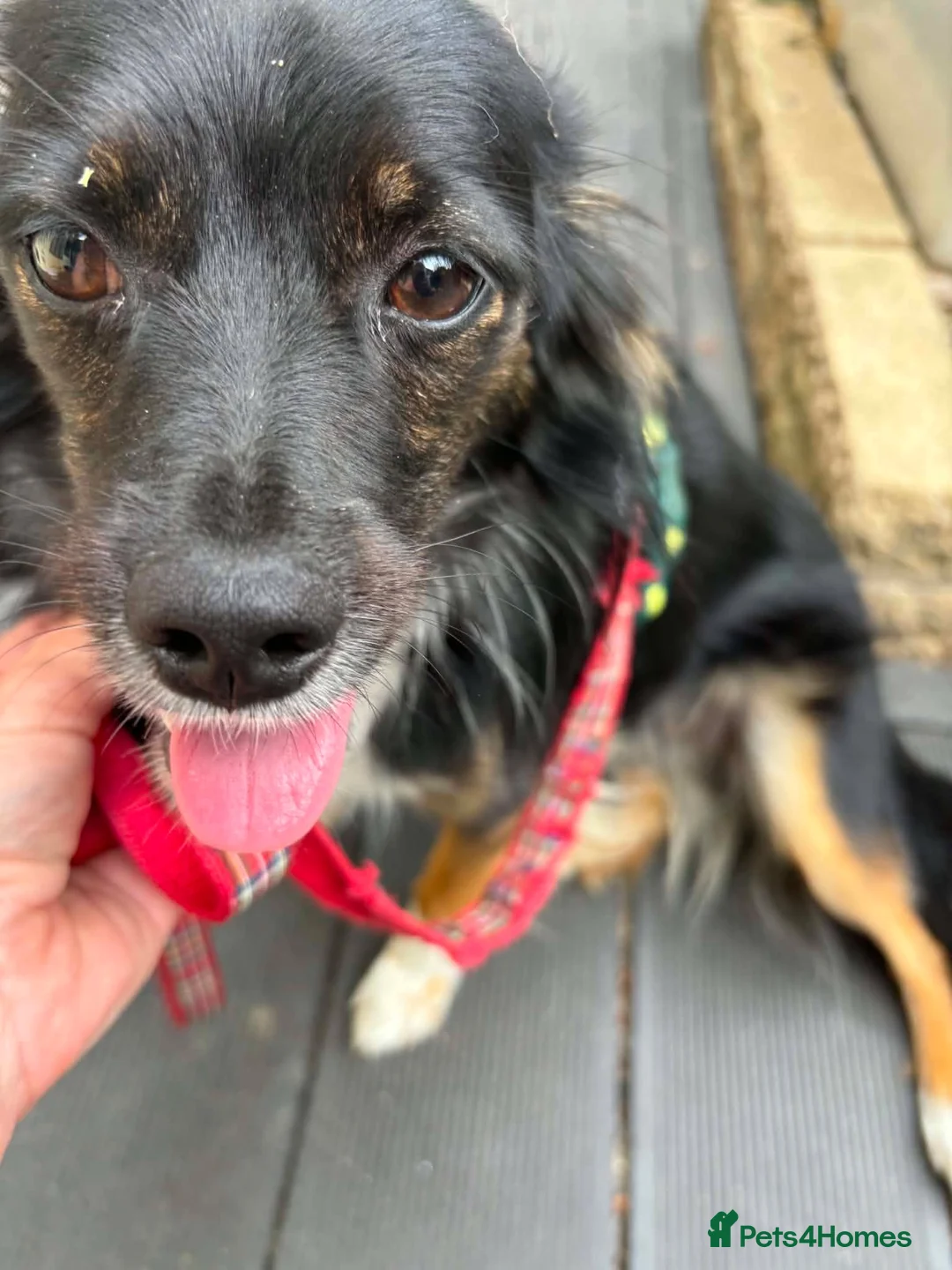 Mixed Breed dogs for adoption: Mimi for adoption in Leighton Buzzard - Advert 2