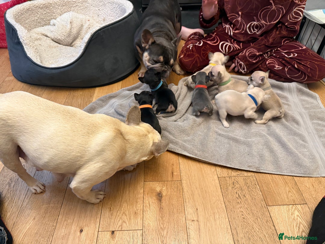 French Bulldog dogs for sale: Beautiful Pups – Looking for Their Forever Homes - Advert 21