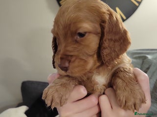 Cocker Spaniel dogs Beautiful cocker Spaniel ginger boy left - Advert 15