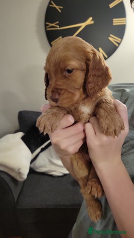 Cocker Spaniel dogs Beautiful cocker Spaniel ginger boy left - Advert 12
