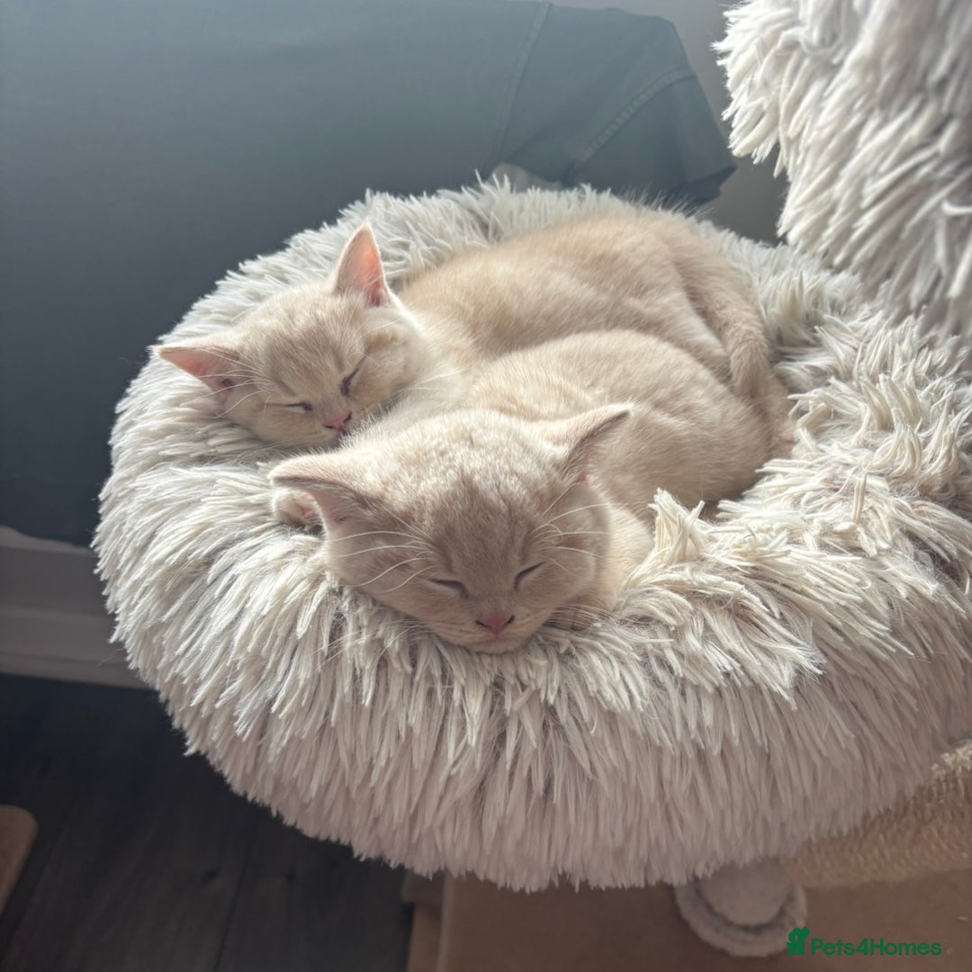 British Shorthair cats for sale: 🏆 BLOODLINE.. BEAUTIFUL CREAM BSH KITTENS - Image 5