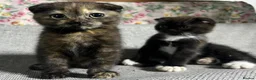 Scottish Fold cats for sale: Beautiful Double fold - Advert 11
