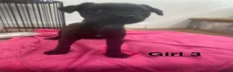Mixed Breed dogs for sale: Patterdale x Lakeland  - Advert 6