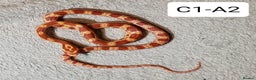 Corn Snake reptiles for sale: Babies Corn Snakes - Advert 1
