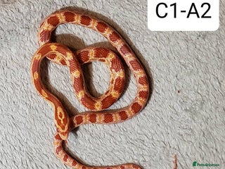 Corn Snake reptiles Babies Corn Snakes - Advert 9