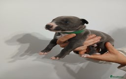 Lurcher dogs for sale: Bull Greyhound - Image 10