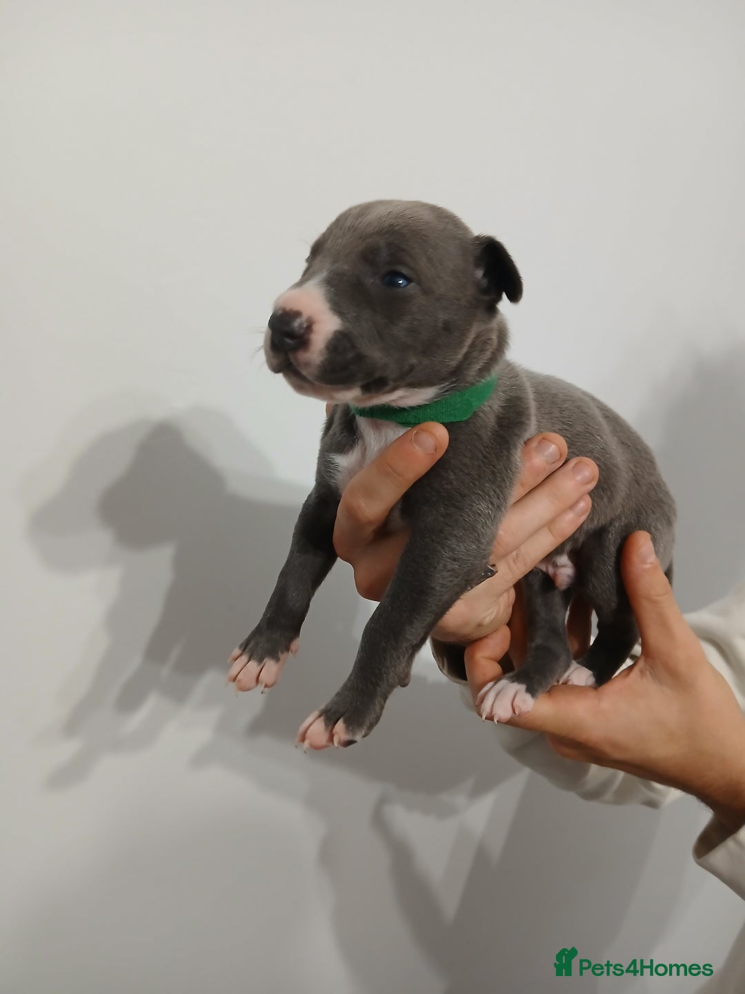Lurcher dogs for sale: Bull Greyhound - Image 10