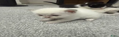Ragdoll 2