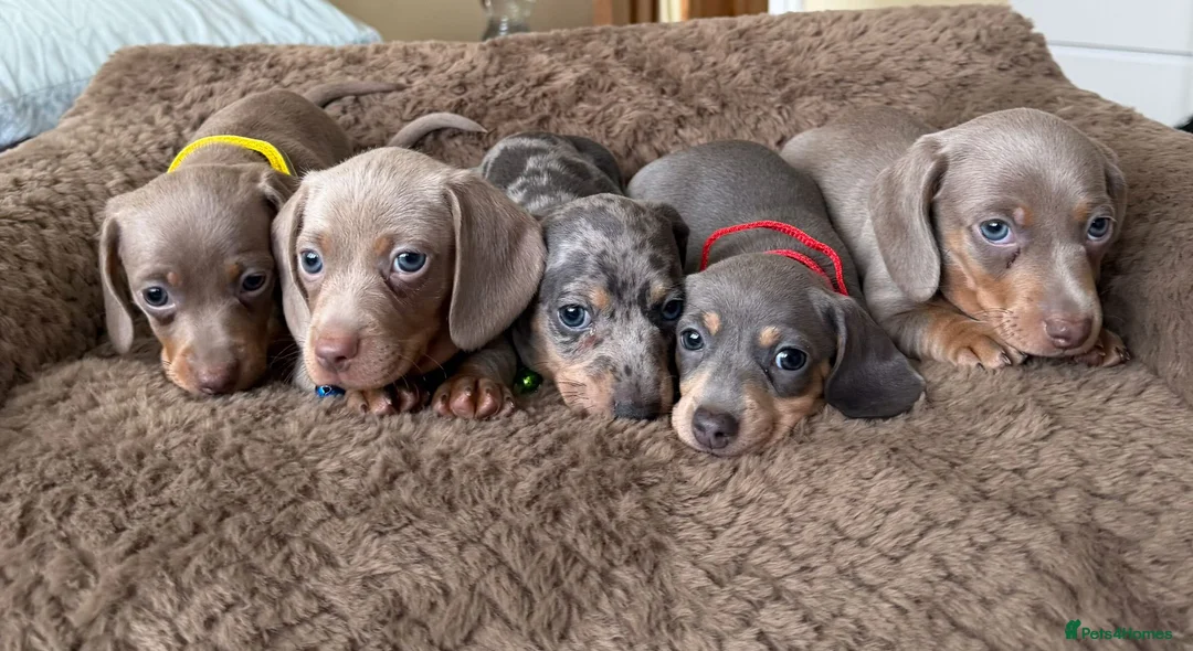 Miniature Dachshund dogs for sale: Adorable miniature dachshund puppies  in Galashiels - Advert 1