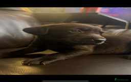 Labrador Retriever dogs for sale: Gorgeous Labrador puppies.  - Image 17