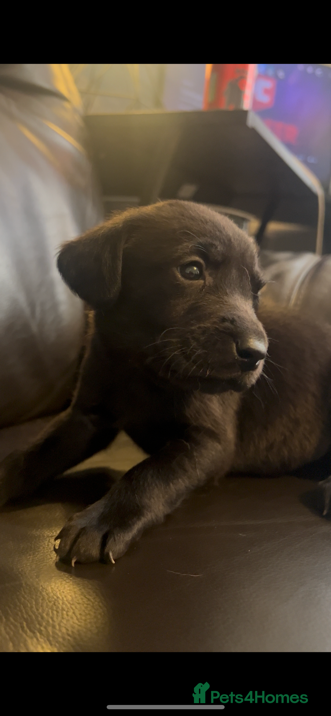 Labrador Retriever dogs for sale: Gorgeous Labrador puppies.  - Image 17