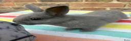 Netherland Dwarf rabbits for sale: Sweet chocolate & Blue Netherland Dwarf bunnies - Advert 3
