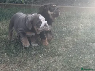 English Bulldog dogs 🐾 two females english Bulldog pups 🐾 - Advert 2
