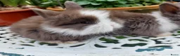Lionhead rabbits for sale: STUNNING DOUBLE/ TEDDY LION BABIES  - Advert 7