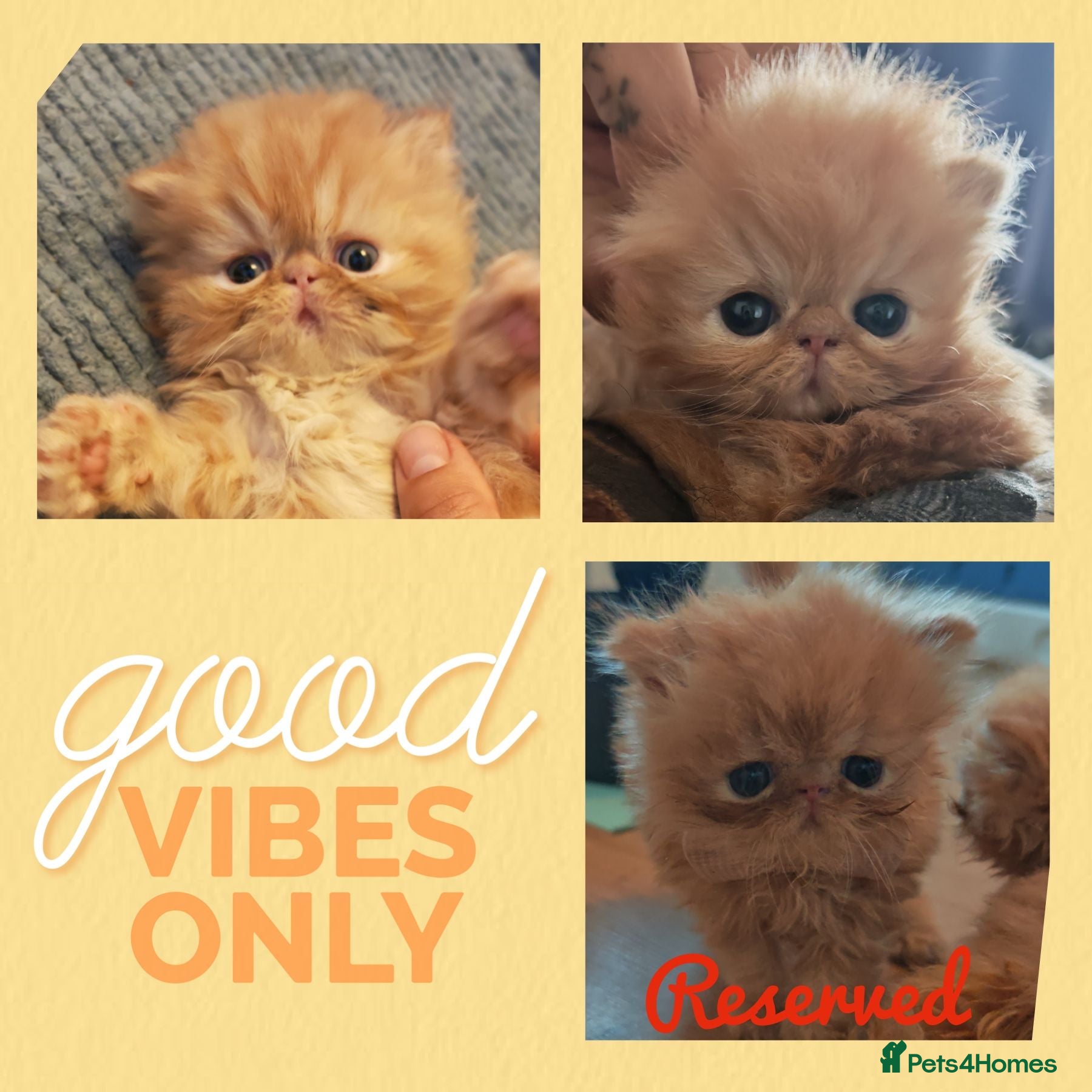 Persian cats 2 red tabby persian males - Advert 11