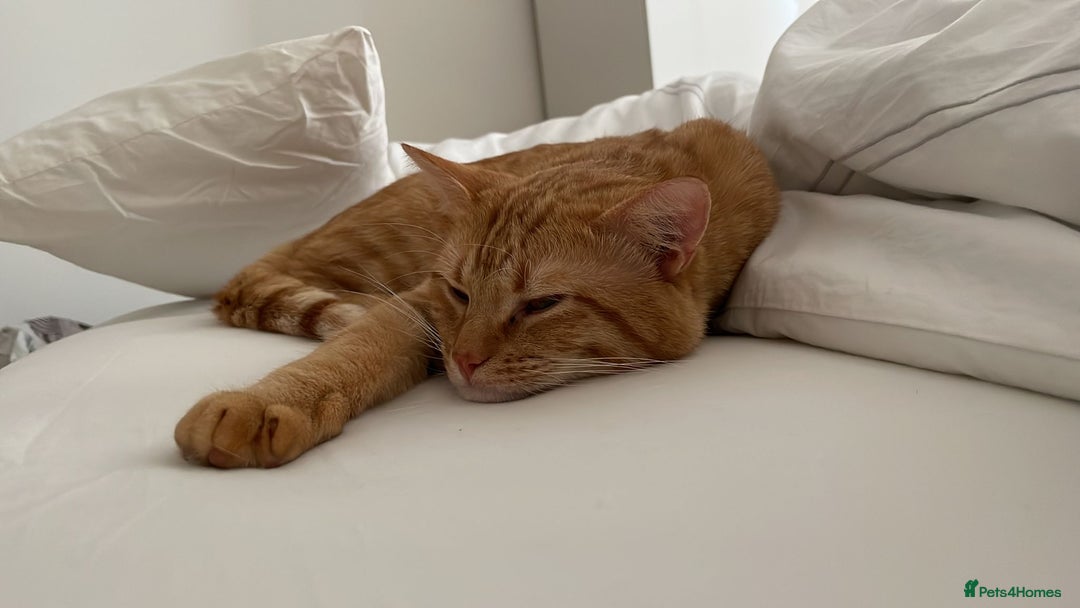 Siberian cats for sale: Male mix breed siberian and british shorthair cat - Image 1