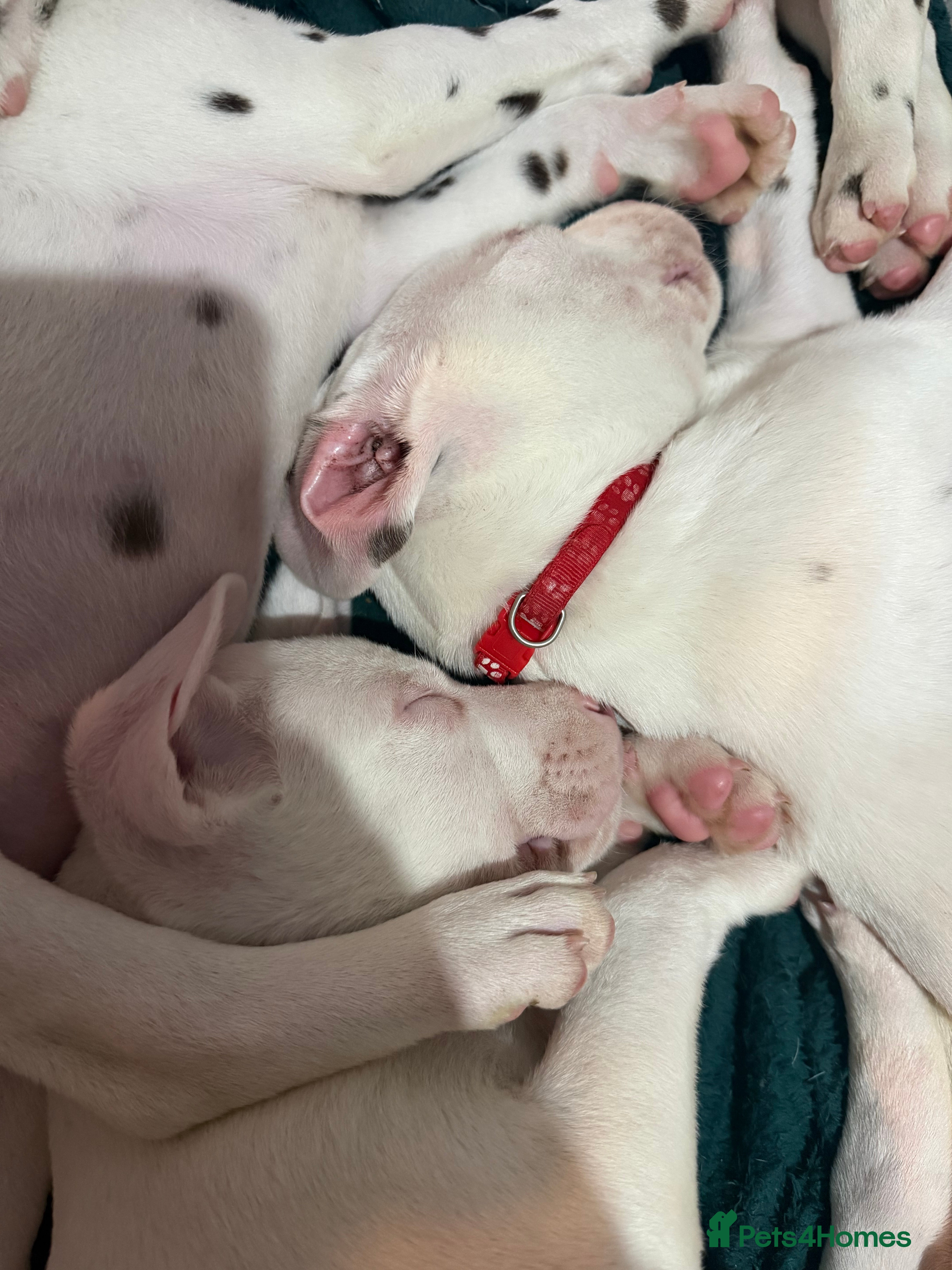 Dalmatian dogs Ready Now Beautiful Dalmatian Puppies - Advert 1