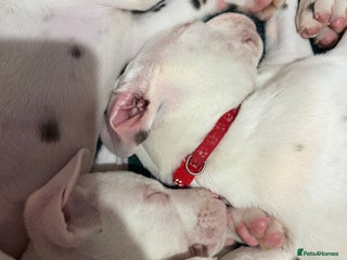 Dalmatian dogs Ready Now Beautiful Dalmatian Puppies - Advert 1