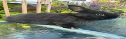 Mini Lop rabbits for sale: Mini lop / Mini lop cross orange / black bunnies - Advert 26