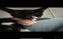 Domestic Shorthair cats for sale: Binkey  - Image 2